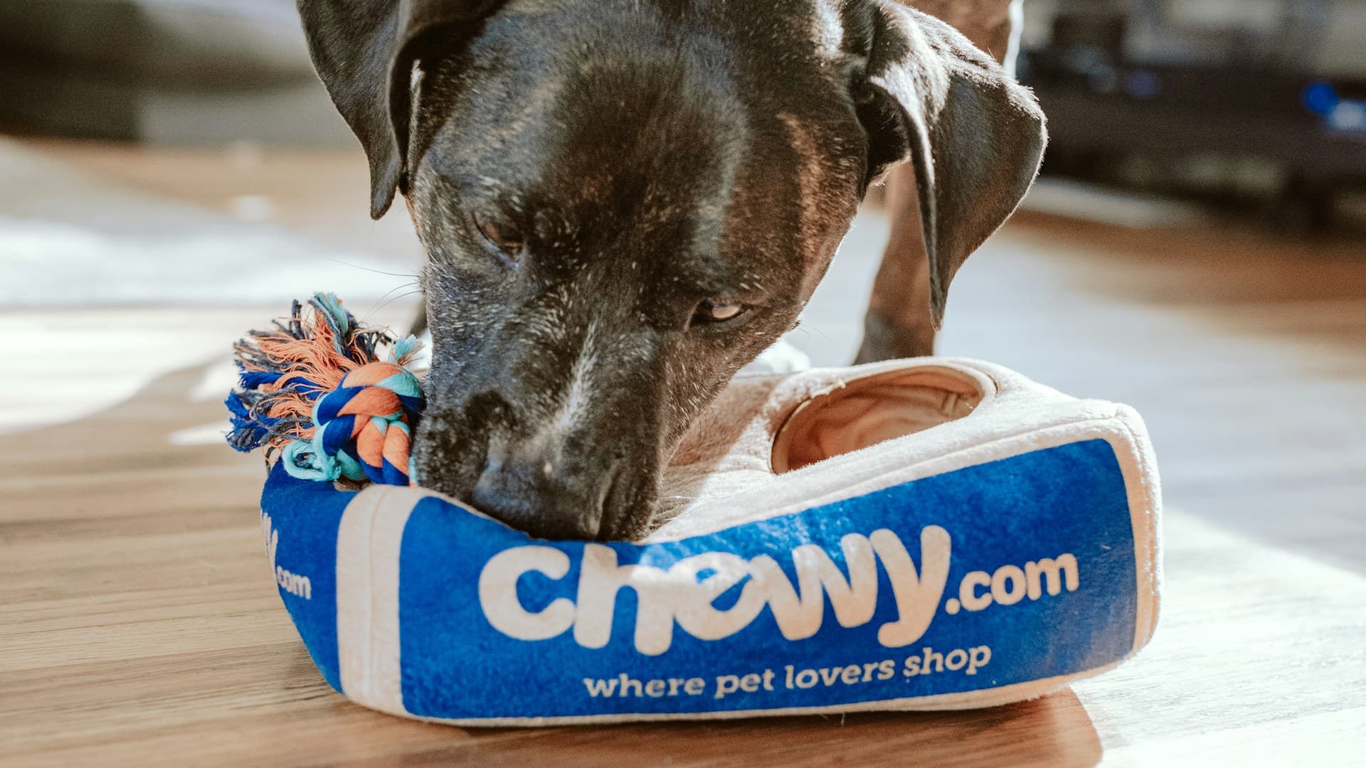 Hotel & Penitipan Hewan